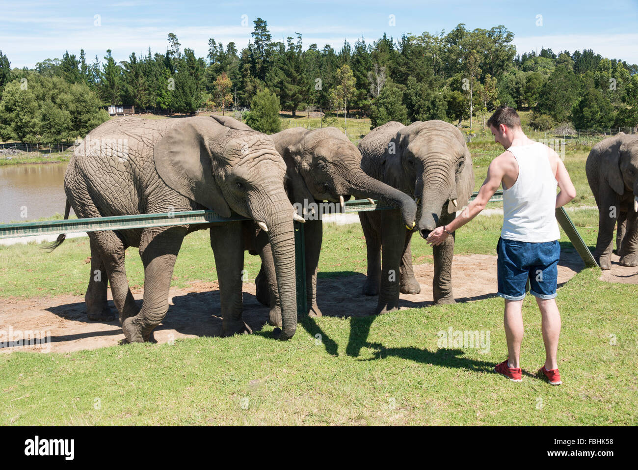 Feeding elephants at Knysna Elephant Park, Plettenberg Bay, Knysna, Knysna Municipality, Western Cape Province, South Africa Stock Photo