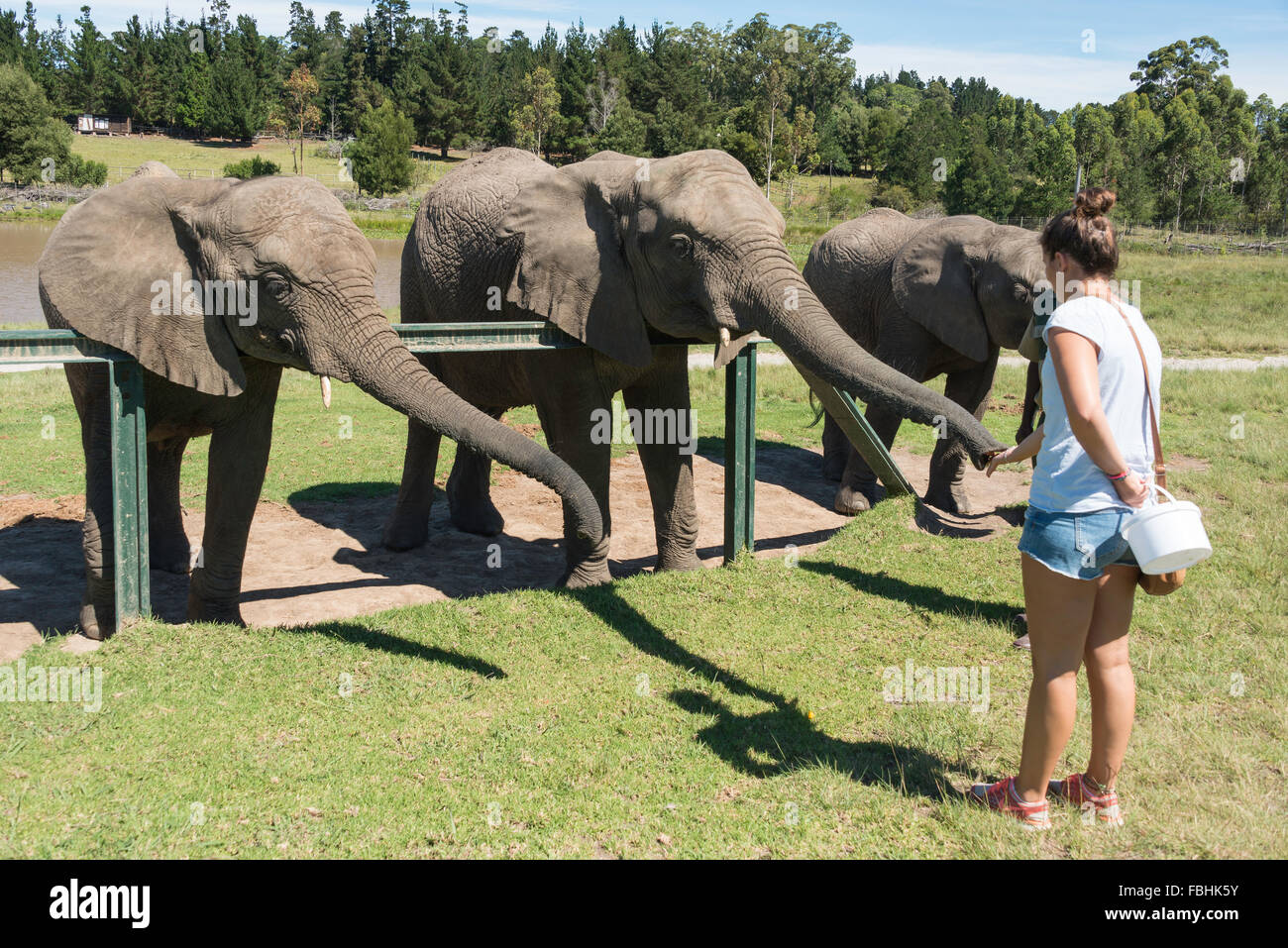 Feeding elephants at Knysna Elephant Park, Plettenberg Bay, Knysna, Knysna Municipality, Western Cape Province, South Africa Stock Photo