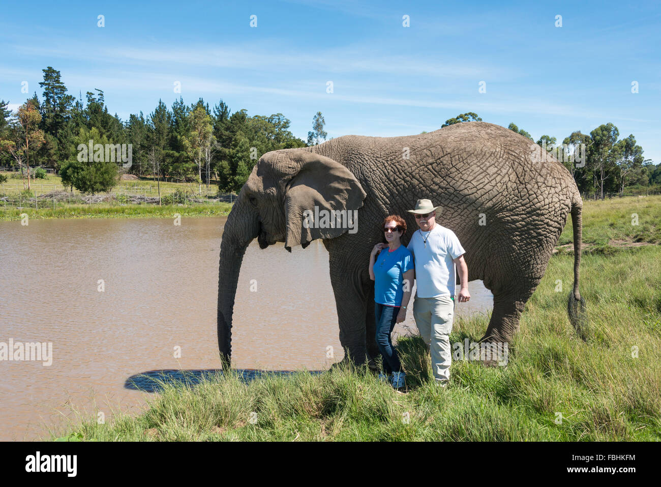 Couple with elephant at Knysna Elephant Park, Plettenberg Bay, Knysna, Knysna Municipality, Western Cape Province, South Africa Stock Photo