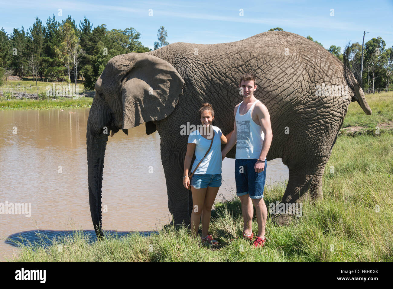 Couple with elephant at Knysna Elephant Park, Plettenberg Bay, Knysna, Knysna Municipality, Western Cape Province, South Africa Stock Photo