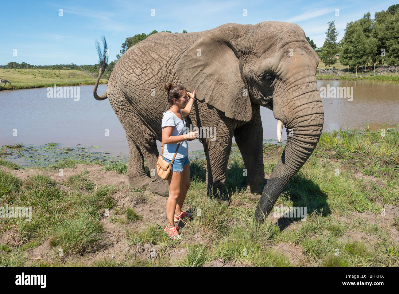 Woman with elephant at Knysna Elephant Park, Plettenberg Bay, Knysna, Knysna Municipality, Western Cape Province, South Africa Stock Photo