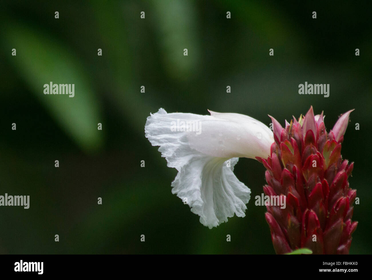 Ginger blossom hires stock photography and images Alamy