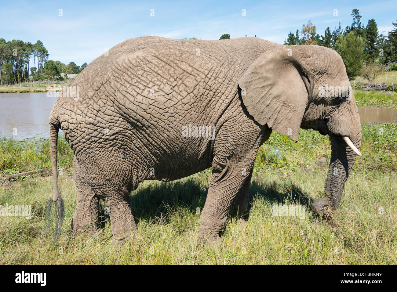 Elephant at Knysna Elephant Park, Plettenberg Bay, Knysna, Knysna Municipality, Western Cape Province, South Africa Stock Photo