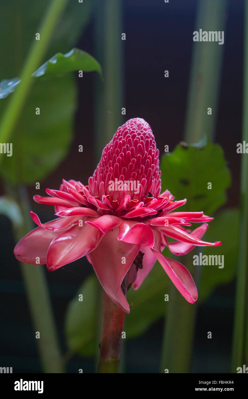 red torch ginger Stock Photo Alamy
