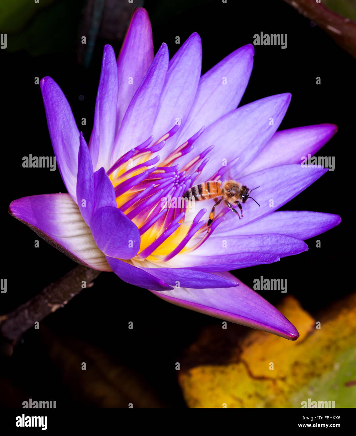 The Nymphaeaceae are aquatic, rhizomatous herbs .Members of this family are commonly called water lilies This one is called Blue Stock Photo