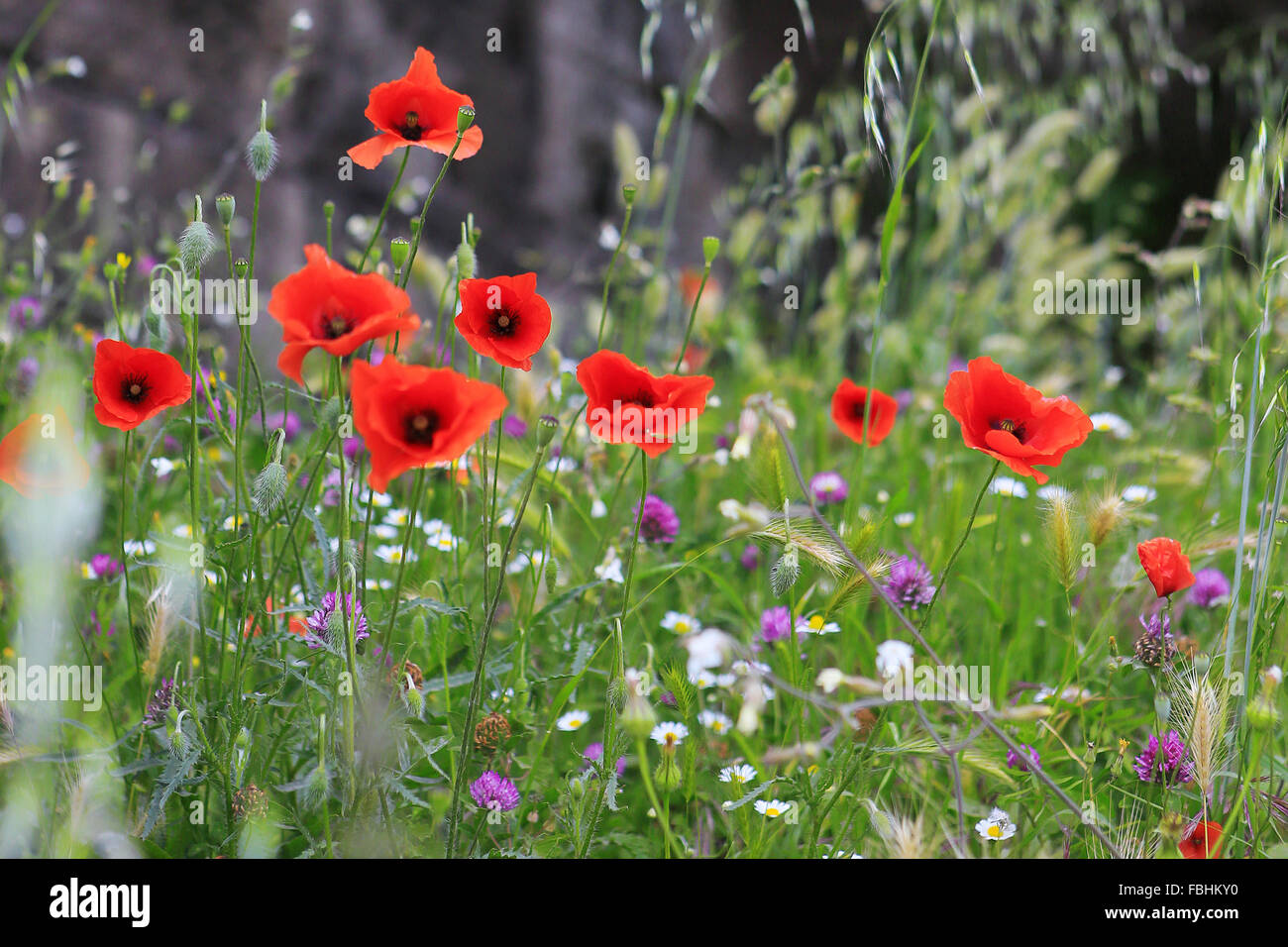 Poppies rome hi-res stock photography and images - Alamy
