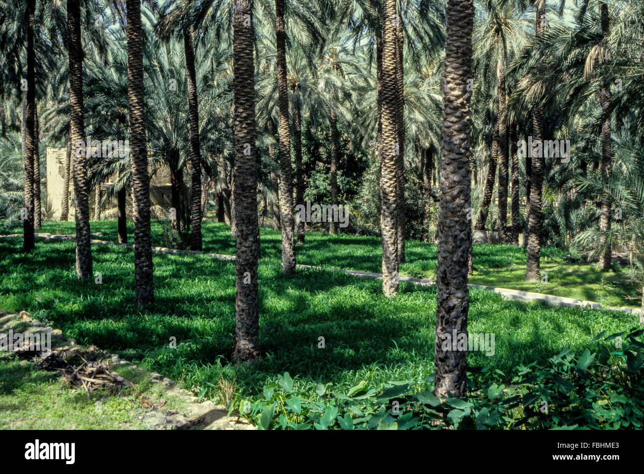 Nakhl, Oman.  Inside a Date Garden.  Irrigation channel running across the middle. Stock Photo