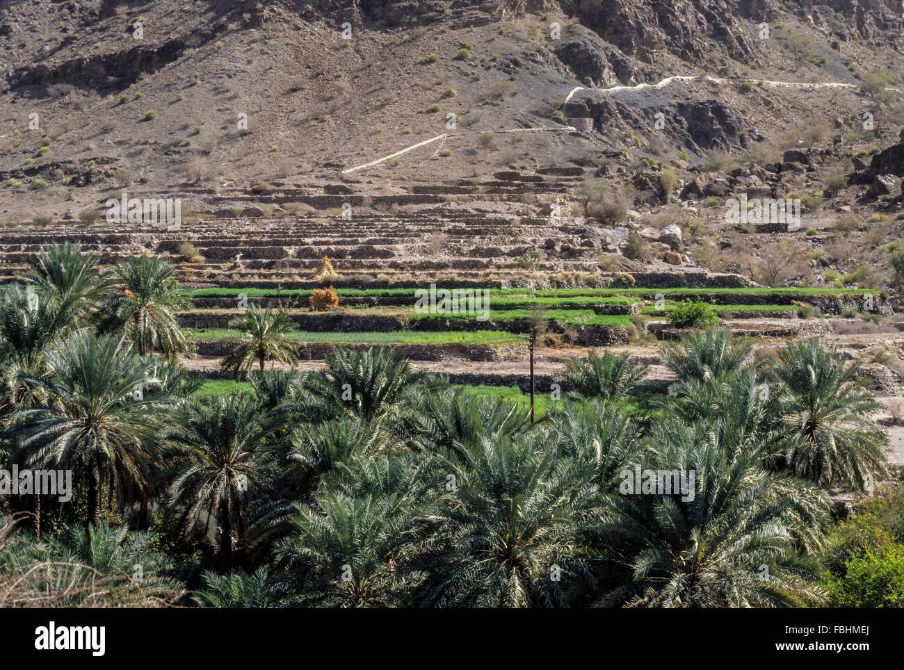 Wadi Bani Kharus, Oman.  Irrigation Canal (Falaj) Comes down Mountain in distance, watering terraced fields in the foreground. Stock Photo