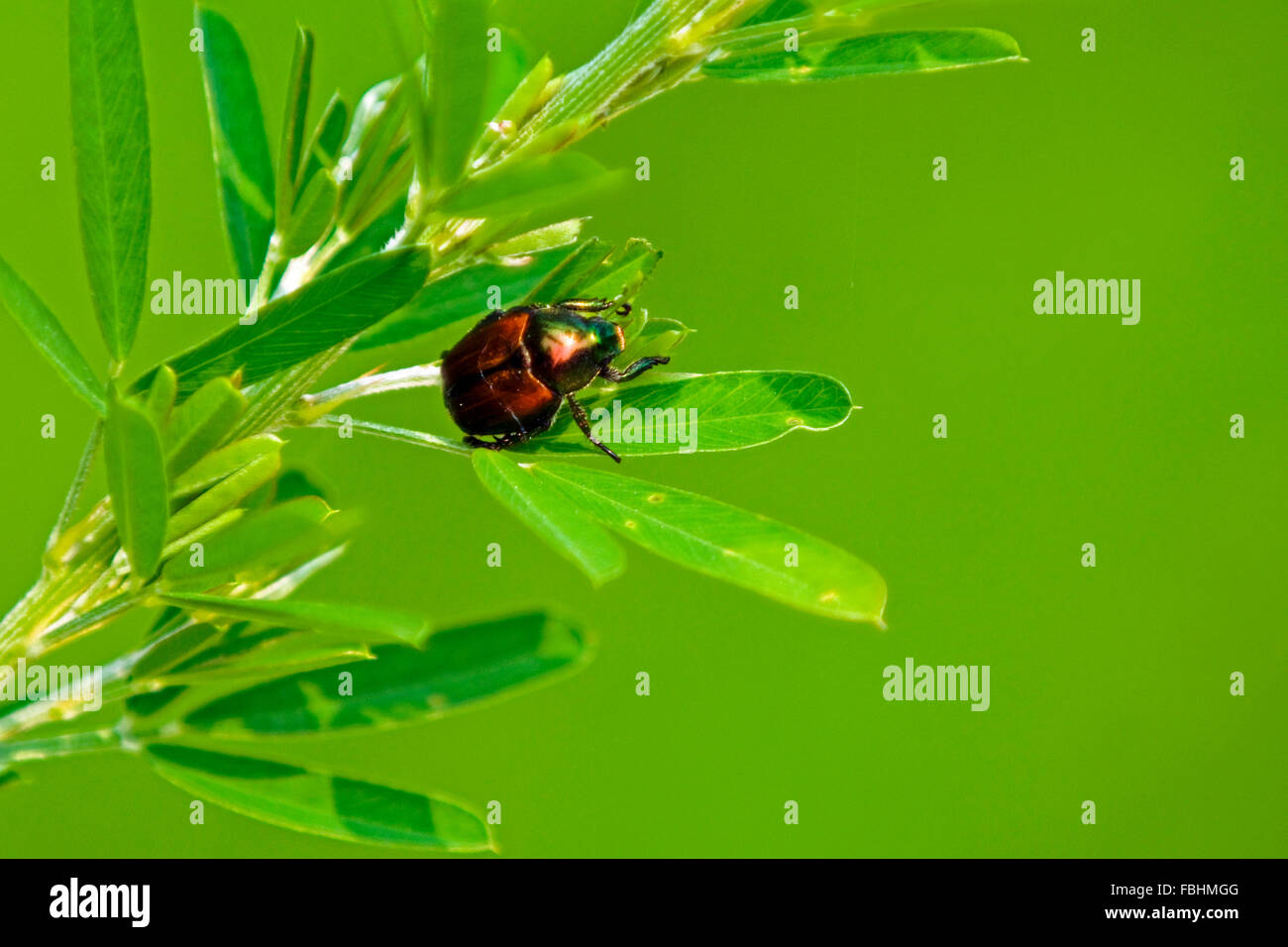 A Japanese beetle crawls on the leaves of a plant in summer. Stock Photo