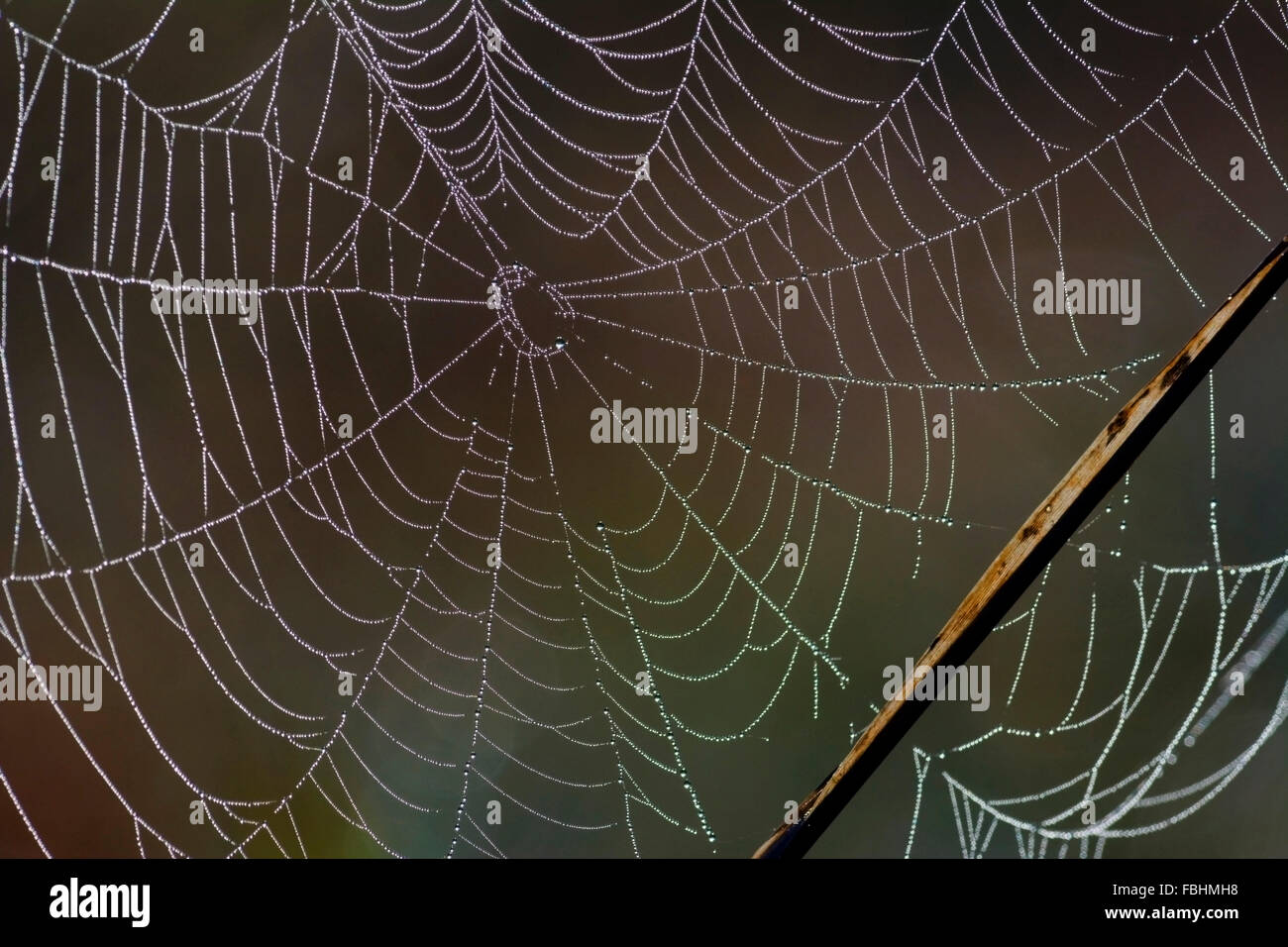 Spider's web suspended in weeds by a marsh. Stock Photo