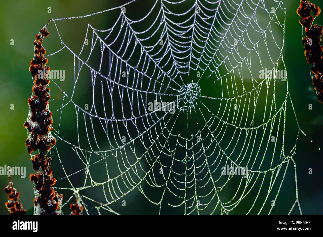 Spider's web suspended in weeds by a marsh with morning dew on the web. Stock Photo