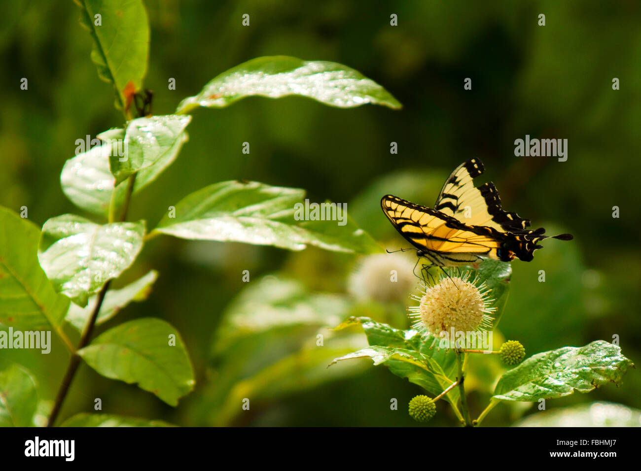 A yellow and black swallowtail butterfly sits on a buttonbush flower feeding from the nectar. Stock Photo