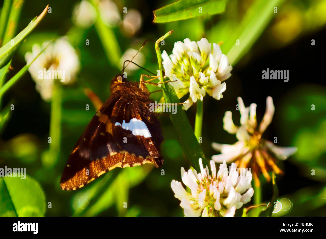 A brown and white butterfly feeding from the nectar of a white clover flower. Stock Photo