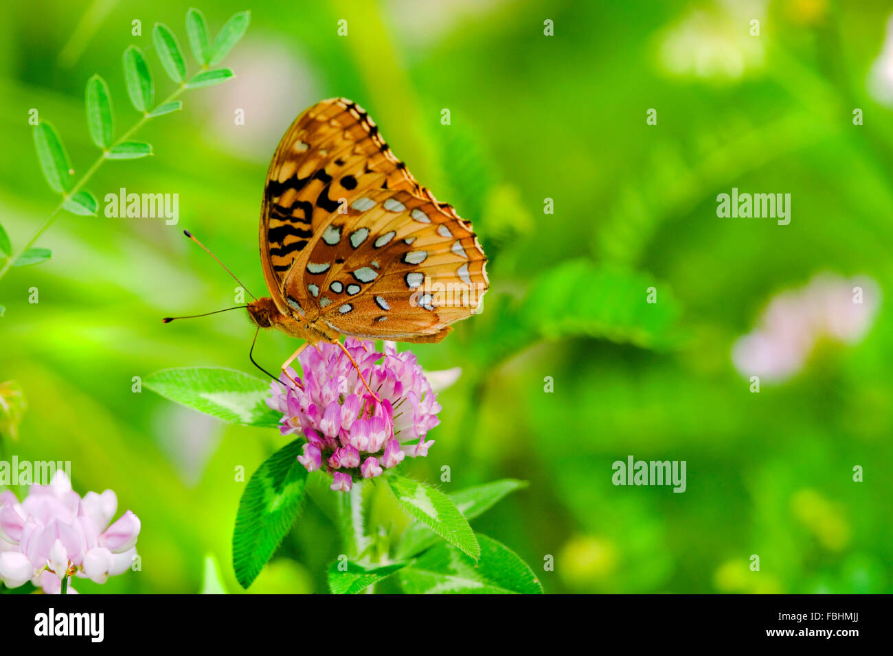 An orange and black butterfly feeds from the nectar of a red clover. Stock Photo