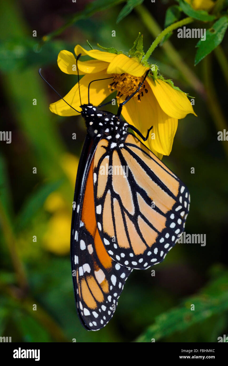 Butterfly wild flower hi-res stock photography and images - Alamy