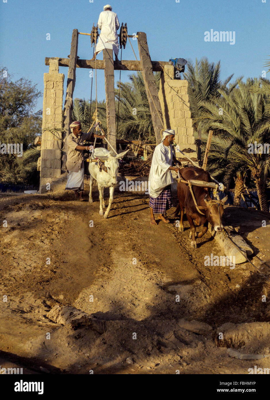 Muscat, Oman.  Muscat Festival.  Demonstrating Traditional Way of Using Cattle to Draw Water from a Well. Stock Photo