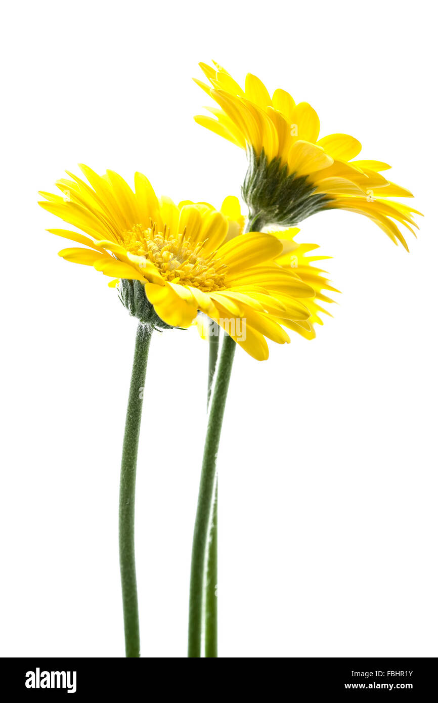 Yellow Daisy's isolated on white background Stock Photo