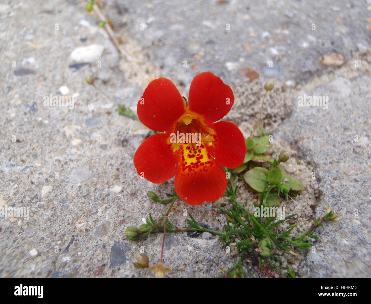 Water droplets on red and yellow mimulus flower on stone driveway Stock Photo