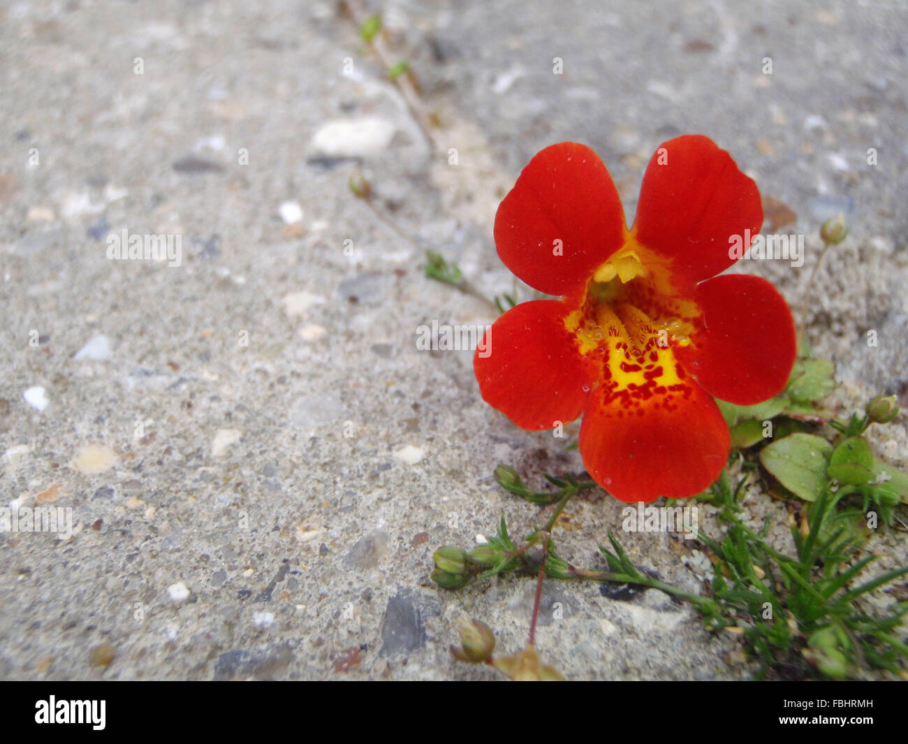 Water droplets on red and yellow mimulus flower on stone driveway, with copy space Stock Photo