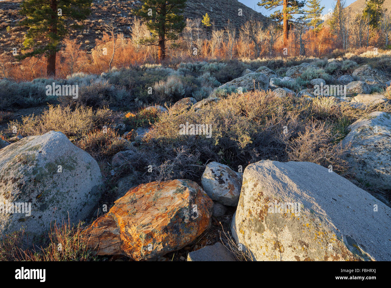 Stones and vegetation in the first light, Sierra Nevada, California, USA Stock Photo