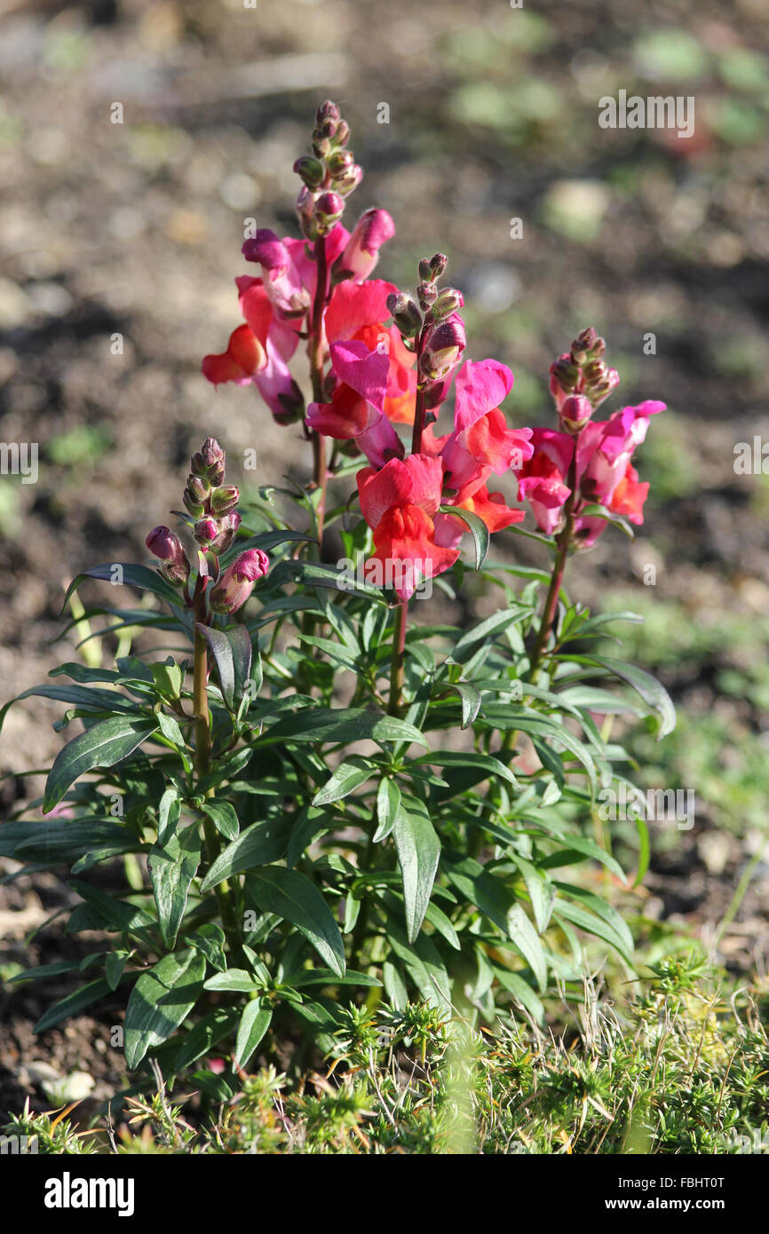 Pink and red antirrhinum (Antirrhinum majus) plant in flower bed Stock Photo