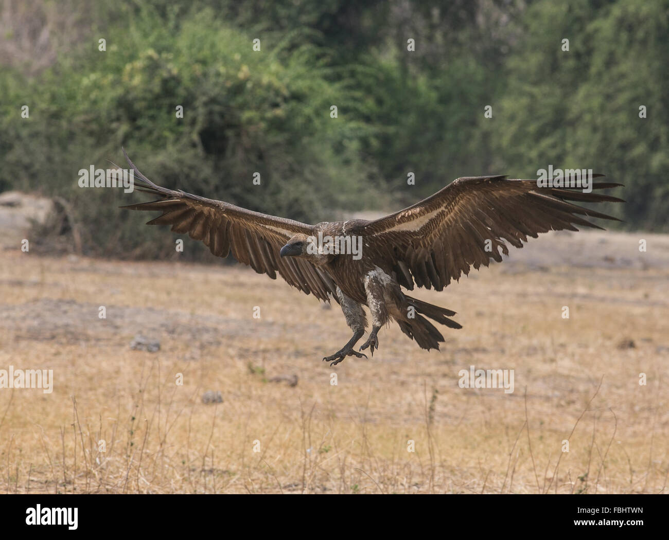 White-backed vulture (Gyps africanus) in flight and about to land ...