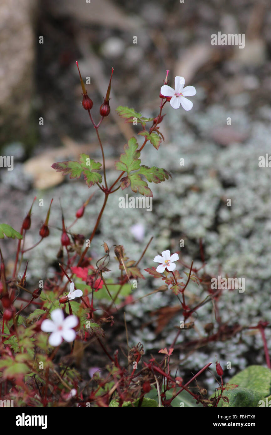 White herb Robert in flower bed with blurred raoulia (Raoulia australis) behind Stock Photo