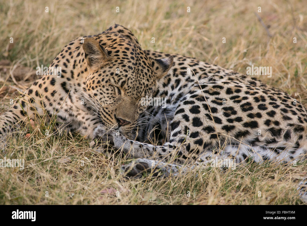 An african leopard (panthera pardus pardus) licking its paw after an early morning kill, Okavango Delta, Botswana, Africa Stock Photo
