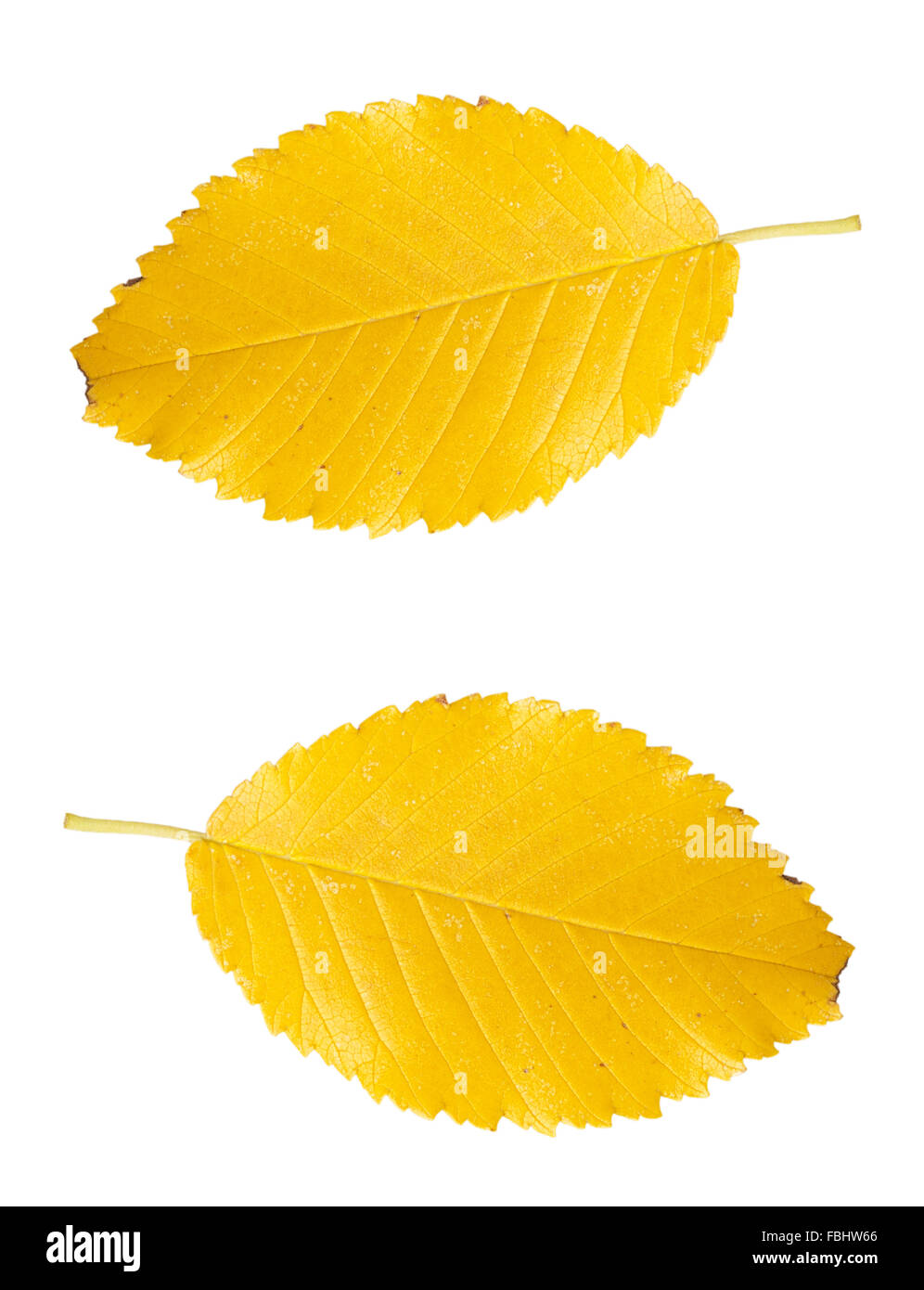 Yellow autumn leaf isolated on a white background Stock Photo - Alamy