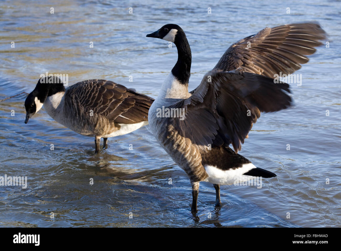 Canadian Geese in the water Stock Photo