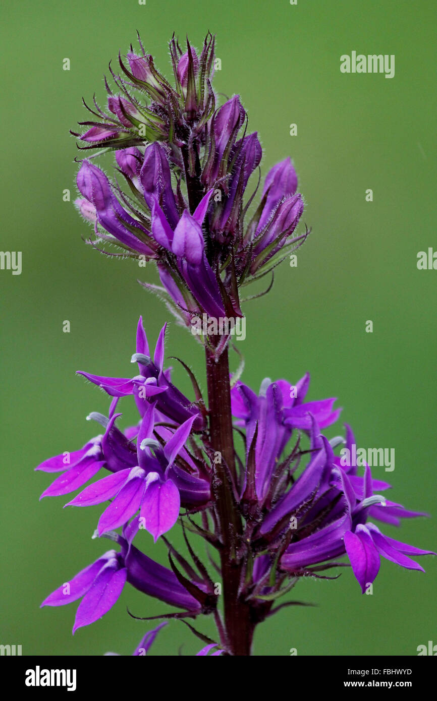 Close-up of lobelia (Lobelia x speciosa 'Vedrariensis') flower spike with blurred green background Stock Photo