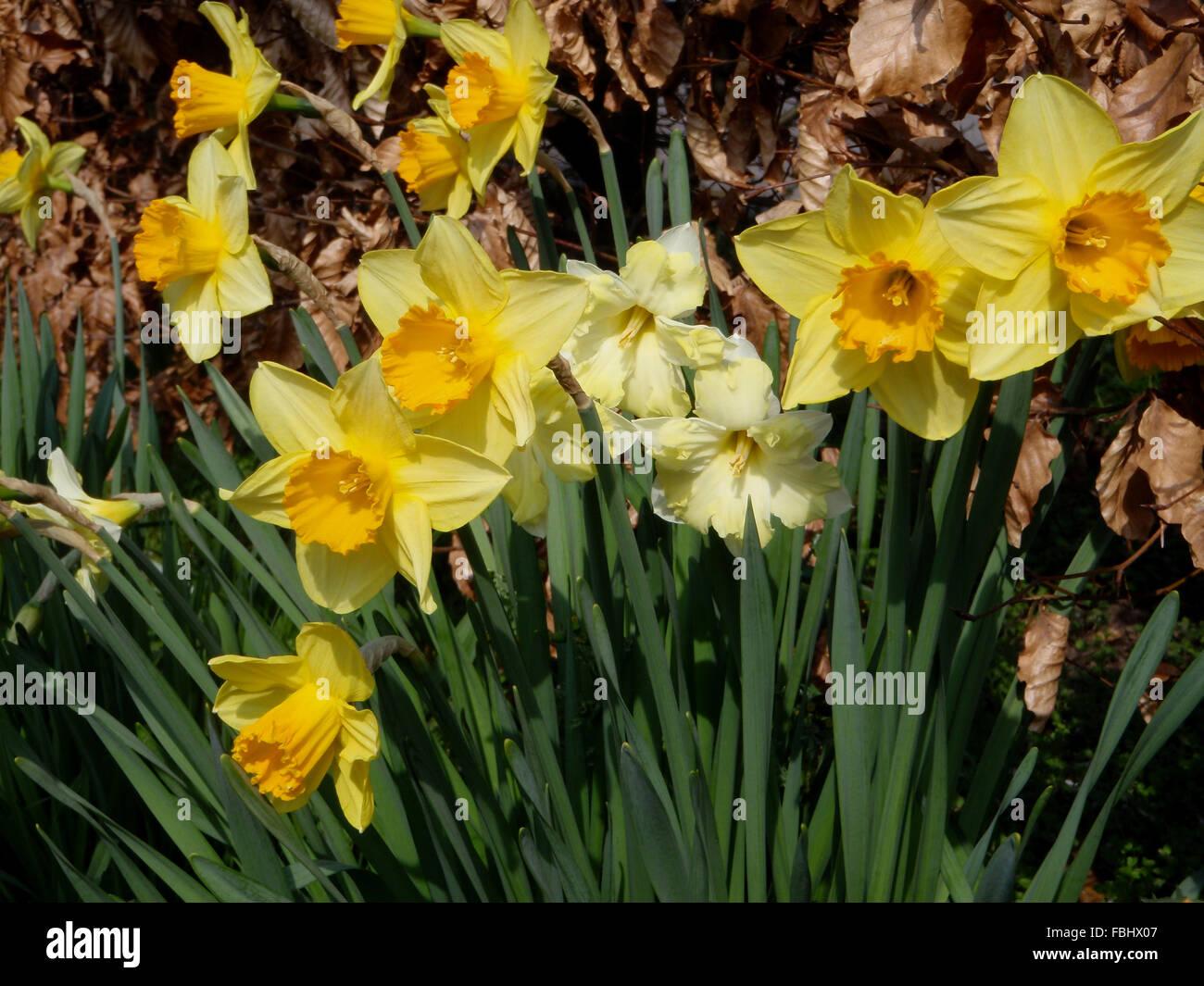 Various daffodils (Narcissus sp.) in front of a beech hedge (Fagus sylvatica) with brown leaves Stock Photo