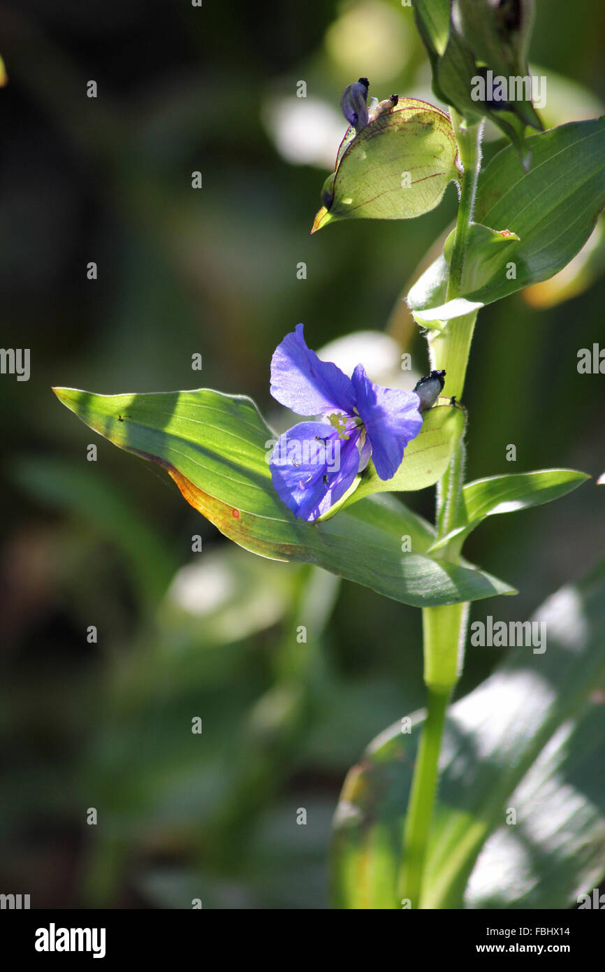 Commelina (Commelina virginica) flower and buds with dark background Stock Photo