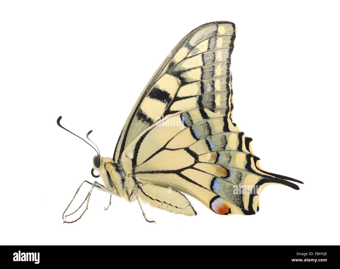 close up of Papilio Machaon butterfly over white Stock Photo