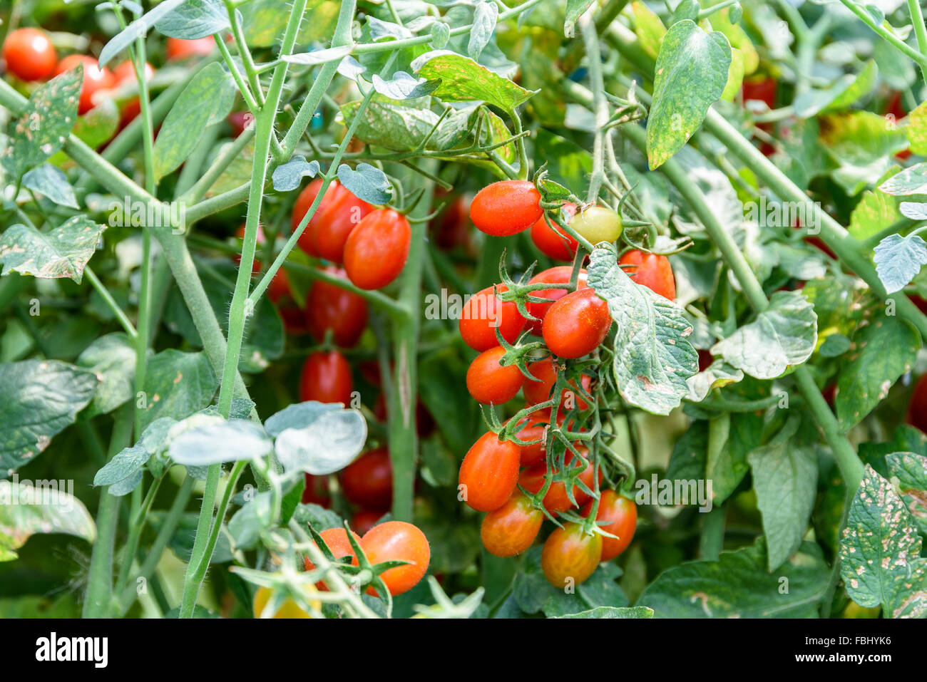 Red Cherry Tomatoes On A Vine In Greenhouse Stock Photo - Alamy