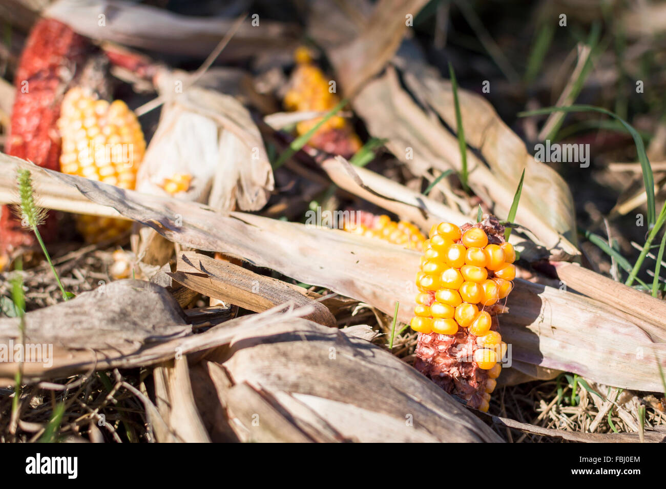 Leftover corn cob after threshing. Waste of food Stock Photo Alamy