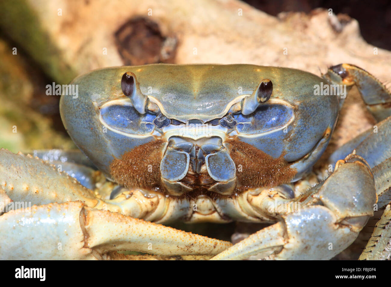Rainbow crab, Cardisoma armatum Stock Photo