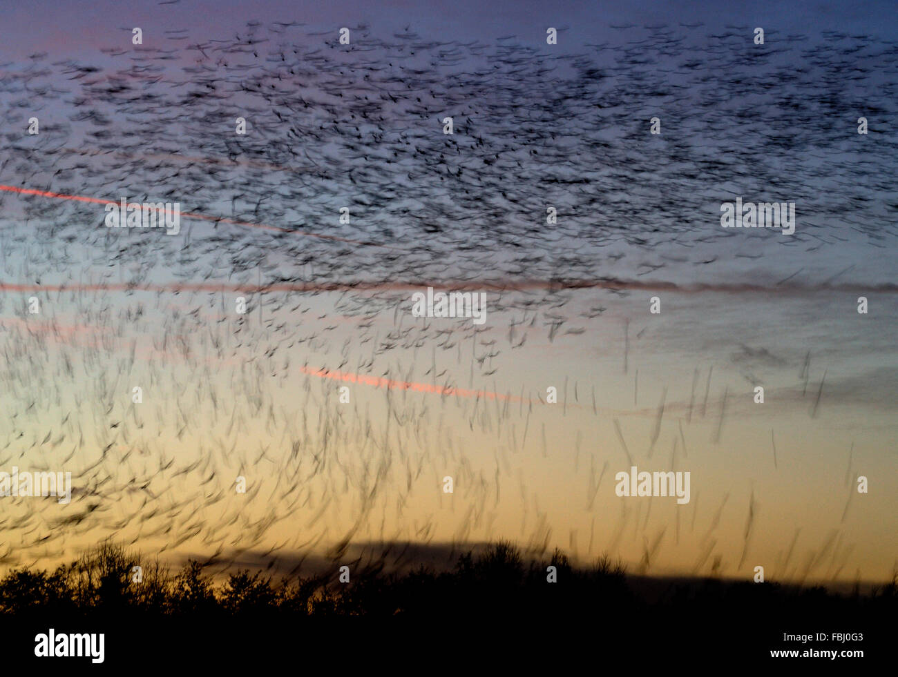 Starlings (Sturnus vulgaris) in roosting flight descending to roost, blurred motion, Lackford lakes, near Bury St Edmunds, Suffo Stock Photo