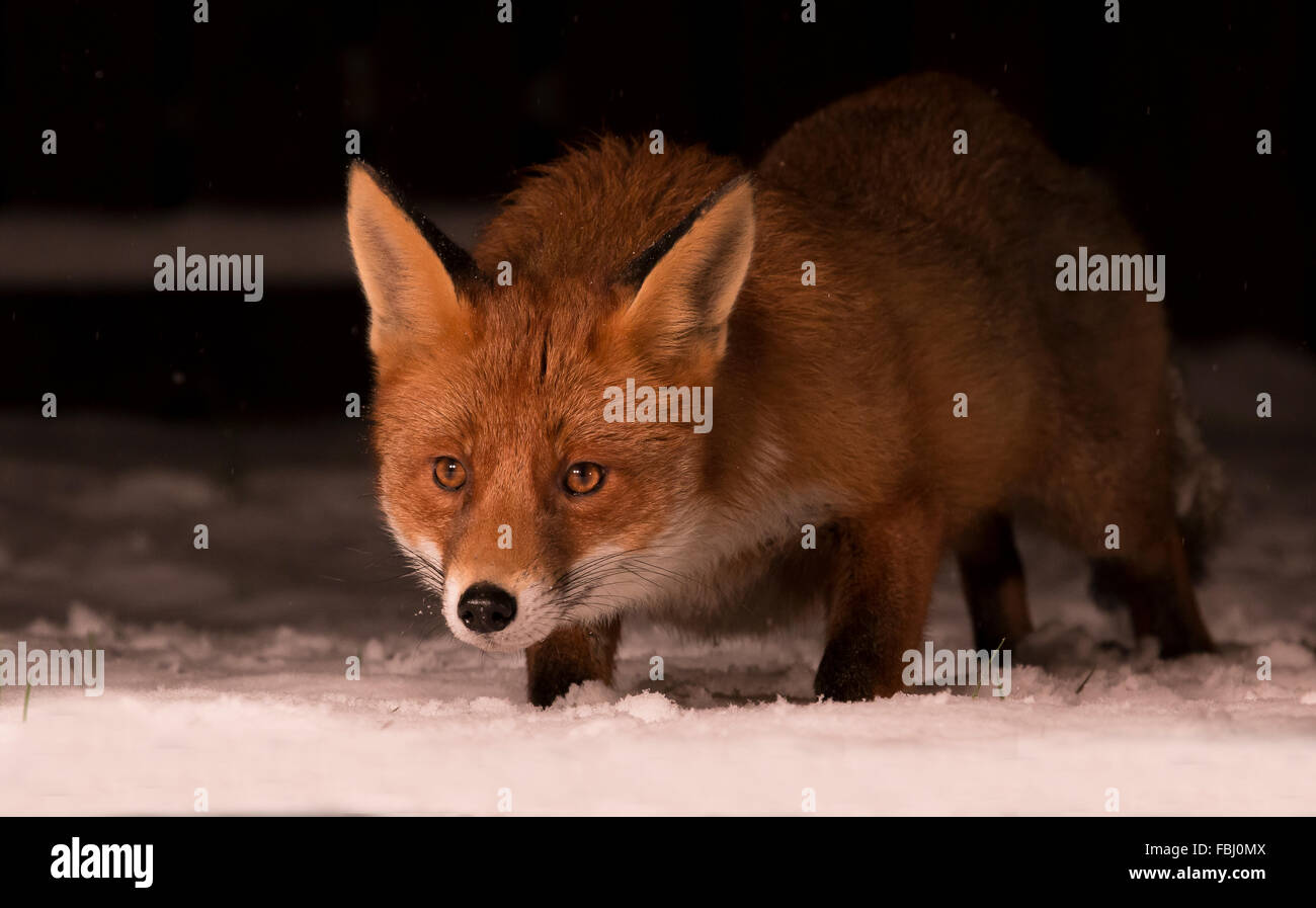 Red fox in the snow Stock Photo