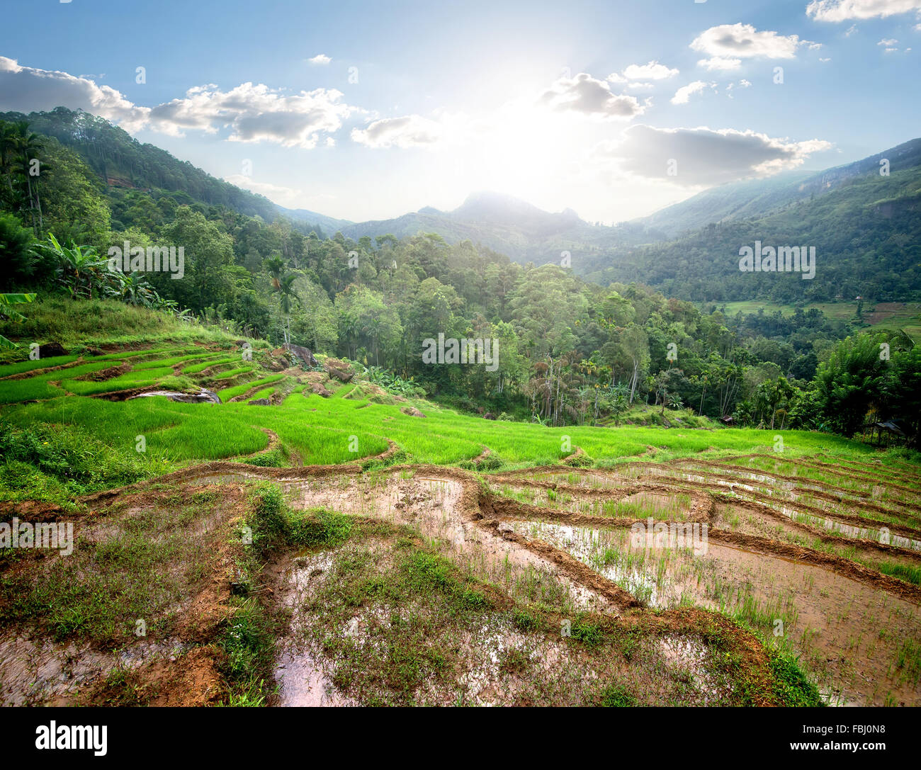 Green rice fields in mountains of Sri Lanka Stock Photo