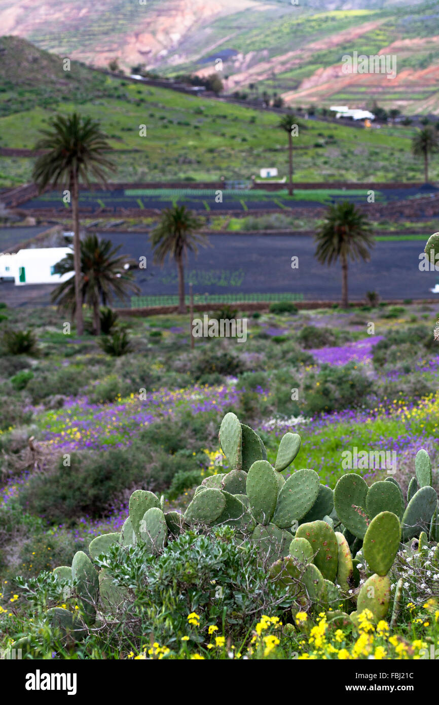 Valley of 1000 palms lanzarote hires stock photography and images Alamy