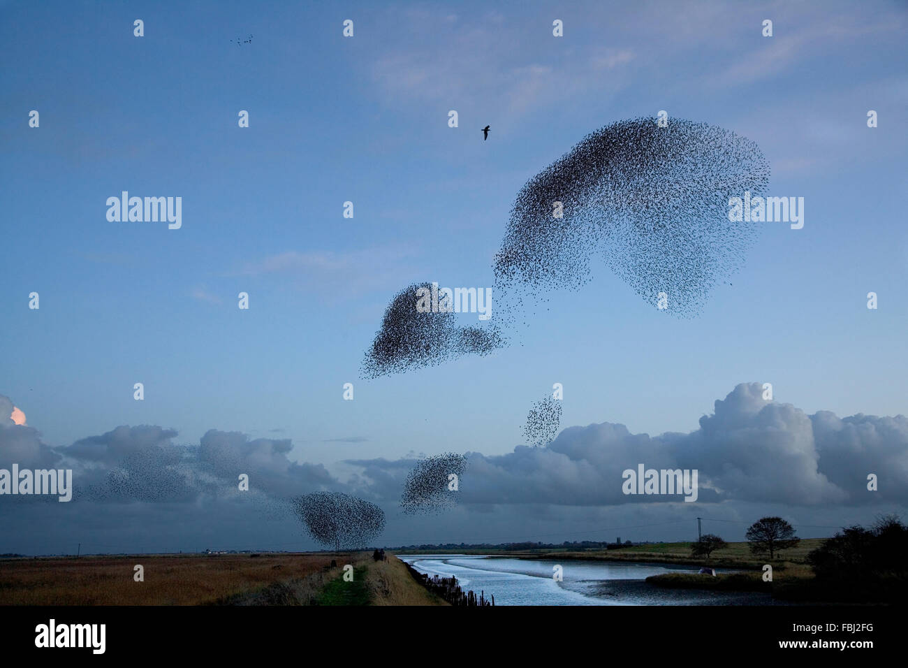 Starlings (Sturnus vulgaris) at Hen reedbeds, in winter roosting flight