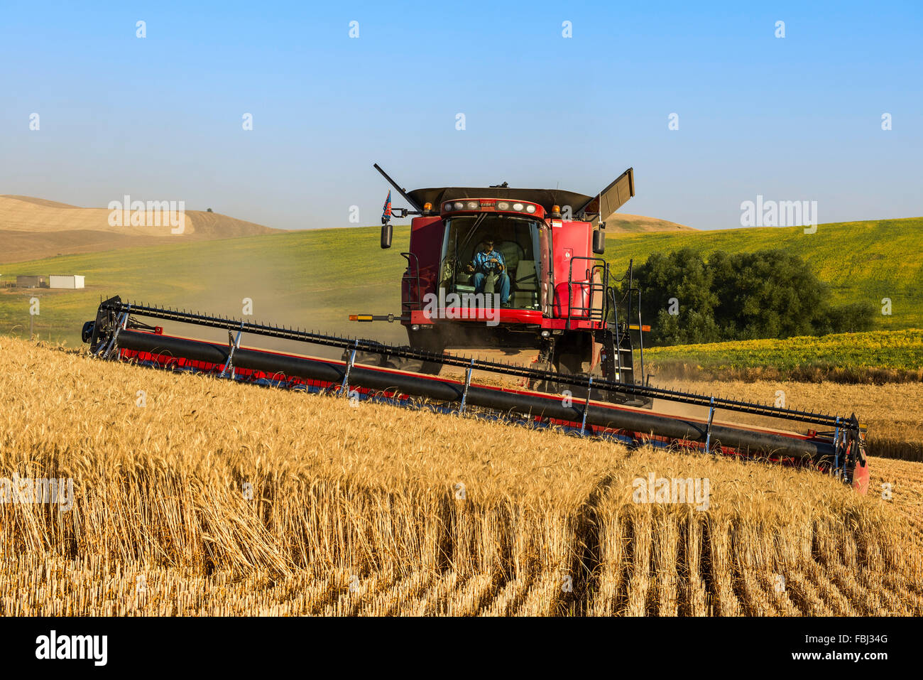 Case combine harvesting wheat in the Palouse region of Washington Stock Photo