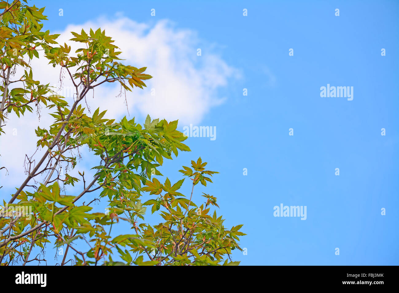 maple green leaves under a clear blue sky Stock Photo - Alamy