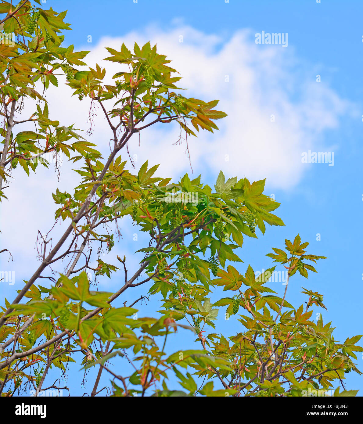 maple green leaves under a clear blue sky Stock Photo - Alamy