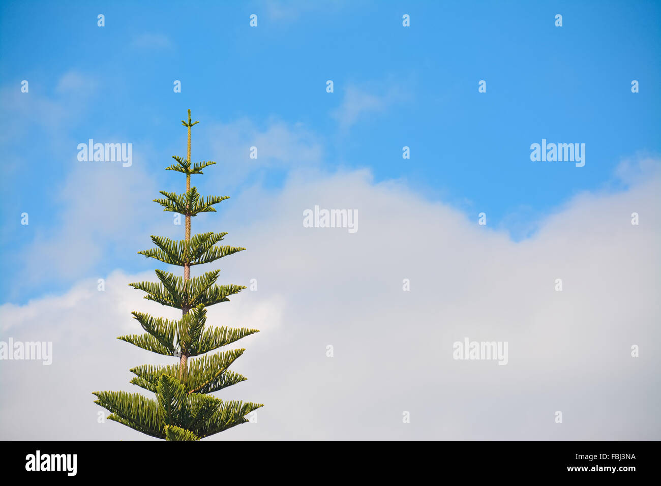 norfolk pine under a blue sky Stock Photo