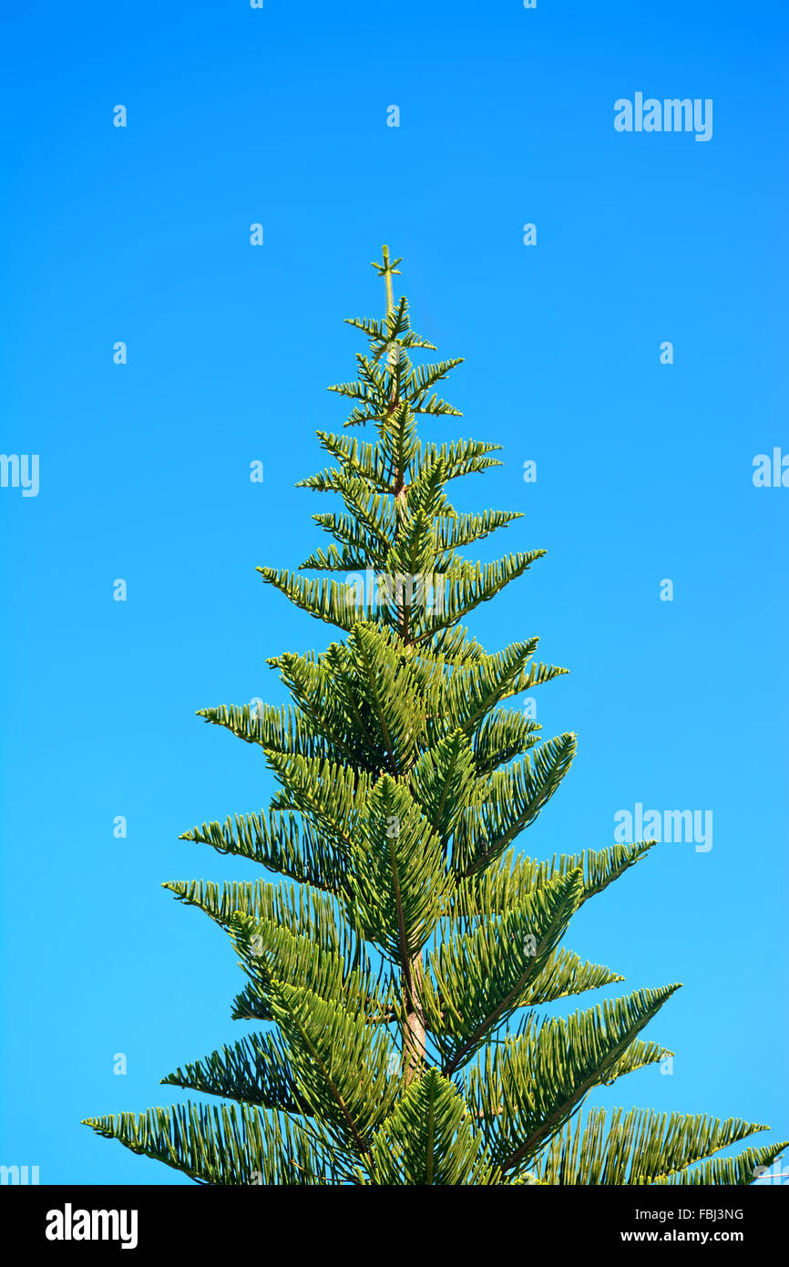 norfolk pine under a blue sky Stock Photo