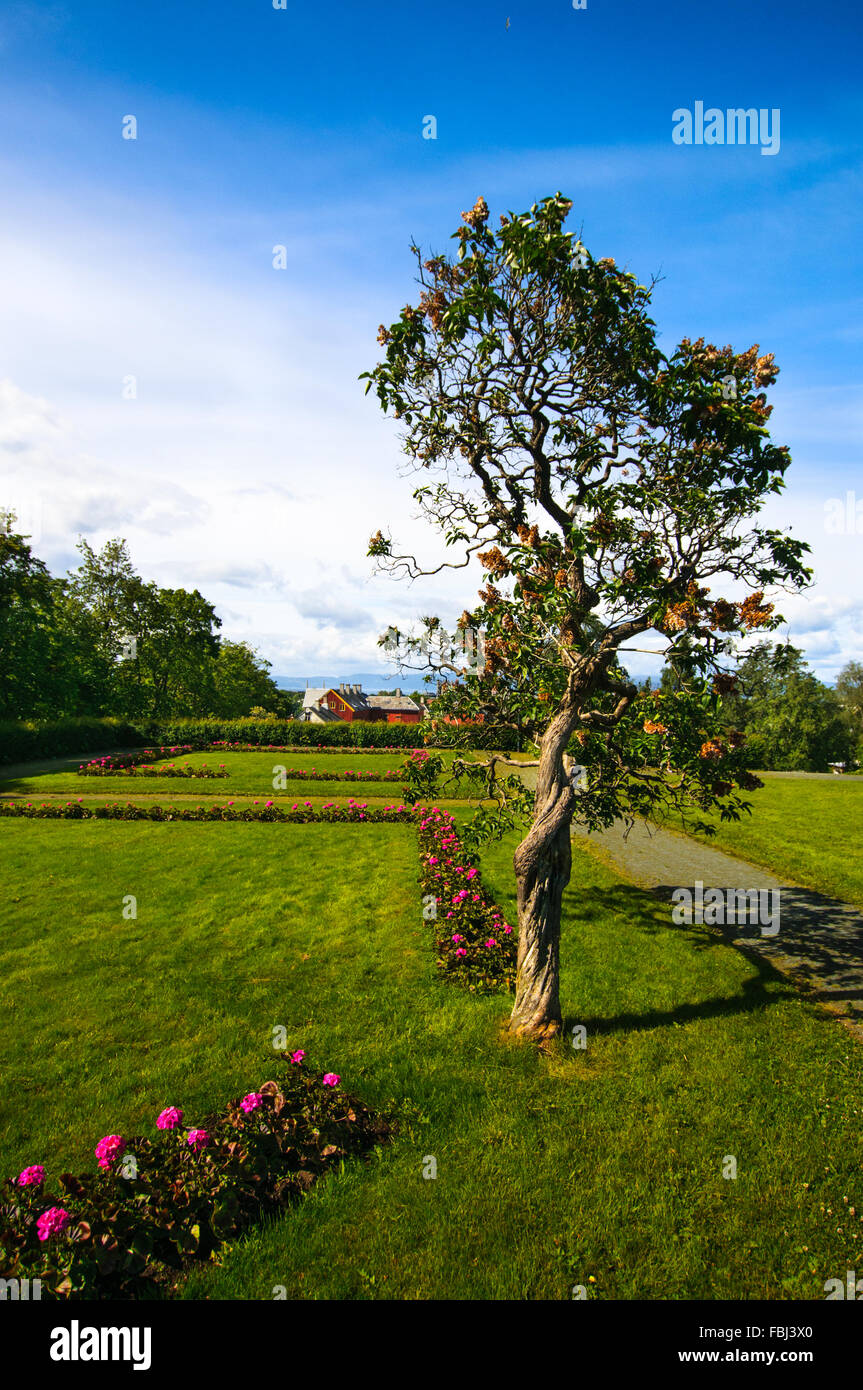 Tree Near Norwegian University Of Science And Technology Ntnu In