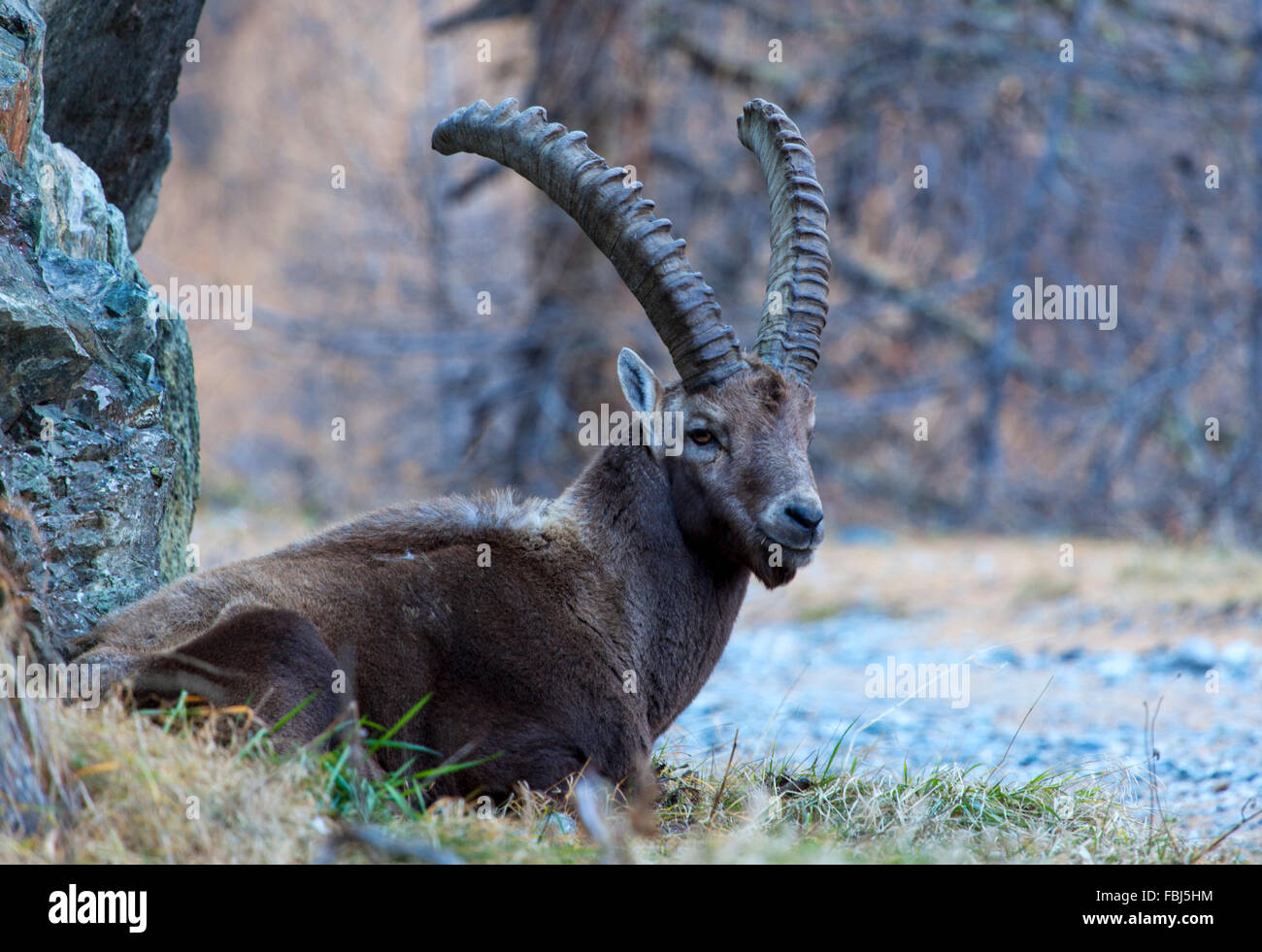 A Wild Alpine ibex (Capra ibex) in the Swiss Alps Stock Photo