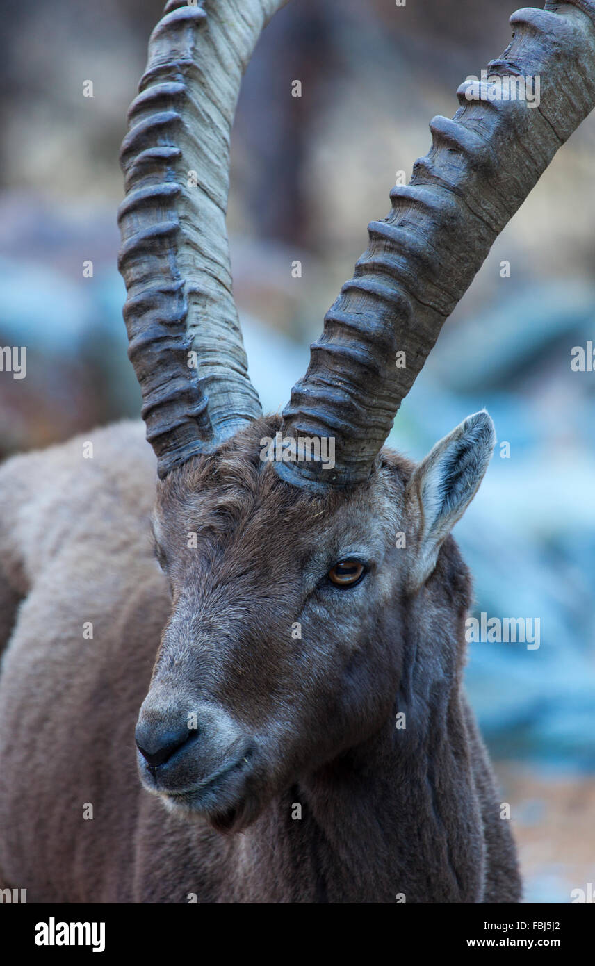 A Wild Alpine ibex (Capra ibex) in the Swiss Alps Stock Photo